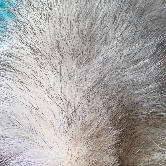 VINTAGE WOOL RED CHRISTMAS COAT FOX FUR HOOD TRIM AND TASSELS SIZE 10 - Picture 5 of 10